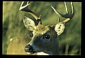 10065-00202-Whitetail Deer.jpg