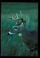 10065-00217-Whitetail Deer.jpg