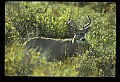 10065-00222-Whitetail Deer.jpg