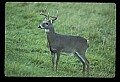 10065-00250-Whitetail Deer.jpg