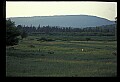10065-00279-Whitetail Deer.jpg