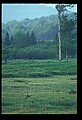 10065-00283-Whitetail Deer.jpg