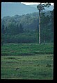 10065-00284-Whitetail Deer.jpg