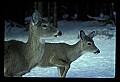 10065-00287-Whitetail Deer.jpg
