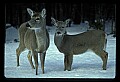10065-00288-Whitetail Deer.jpg