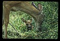 10065-00290-Whitetail Deer.jpg