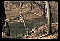 10065-00292-Whitetail Deer.jpg
