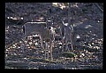 10065-00293-Whitetail Deer.jpg