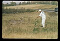 10065-00301-Whitetail Deer.jpg