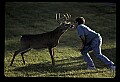 10065-00303-Whitetail Deer.jpg