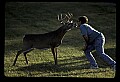 10065-00304-Whitetail Deer.jpg