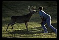 10065-00305-Whitetail Deer.jpg
