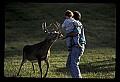10065-00306-Whitetail Deer.jpg
