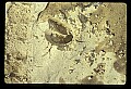 10065-00307-Whitetail Deer.jpg