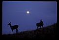 10065-00326-Whitetail Deer.jpg