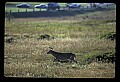 10065-00330-Whitetail Deer.jpg