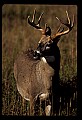 10065-00334-Whitetail Deer.jpg