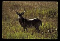 10065-00343-Whitetail Deer.jpg