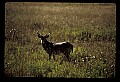 10065-00348-Whitetail Deer.jpg