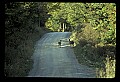 10065-00357-Whitetail Deer.jpg