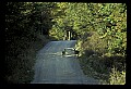 10065-00358-Whitetail Deer.jpg