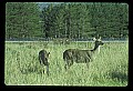 10065-00359-Whitetail Deer.jpg