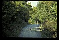 10065-00370-Whitetail Deer.jpg