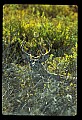 10065-00375-Whitetail Deer.jpg