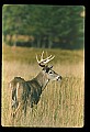 10065-00405-Whitetail Deer.jpg