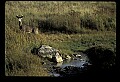10065-00426-Whitetail Deer.jpg