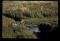 10065-00427-Whitetail Deer.jpg