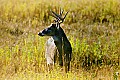 10065-00429-Whitetail Deer-8 point buck.jpg