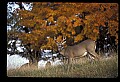 10067-00003-Whitetail Deer-Antlers.jpg