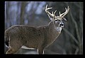 10067-00019-Whitetail Deer-Antlers.jpg
