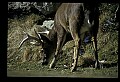 10067-00020-Whitetail Deer-Antlers.jpg