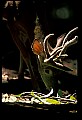 10067-00033-Whitetail Deer-Antlers.jpg