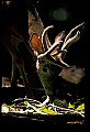 10067-00037-Whitetail Deer-Antlers.jpg