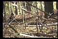 10067-00059-Whitetail Deer-Antlers.jpg