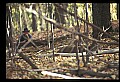 10067-00060-Whitetail Deer-Antlers.jpg