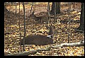 10067-00075-Whitetail Deer-Antlers.jpg