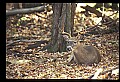 10067-00078-Whitetail Deer-Antlers.jpg
