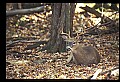 10067-00079-Whitetail Deer-Antlers.jpg
