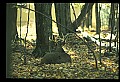 10067-00086-Whitetail Deer-Antlers.jpg