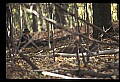 10067-00092-Whitetail Deer-Antlers.jpg