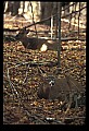 10067-00096-Whitetail Deer-Antlers.jpg