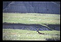 10068-00001-Mule Deer-Odocoileus hemionus.jpg