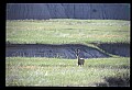 10068-00002-Mule Deer-Odocoileus hemionus.jpg
