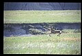 10068-00003-Mule Deer-Odocoileus hemionus.jpg