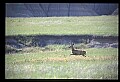 10068-00004-Mule Deer-Odocoileus hemionus.jpg