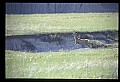 10068-00005-Mule Deer-Odocoileus hemionus.jpg